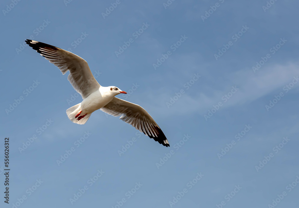 Fototapeta premium Seagulls flying in the blue sky, chasing after food to eat at Bangpu, Thailand.