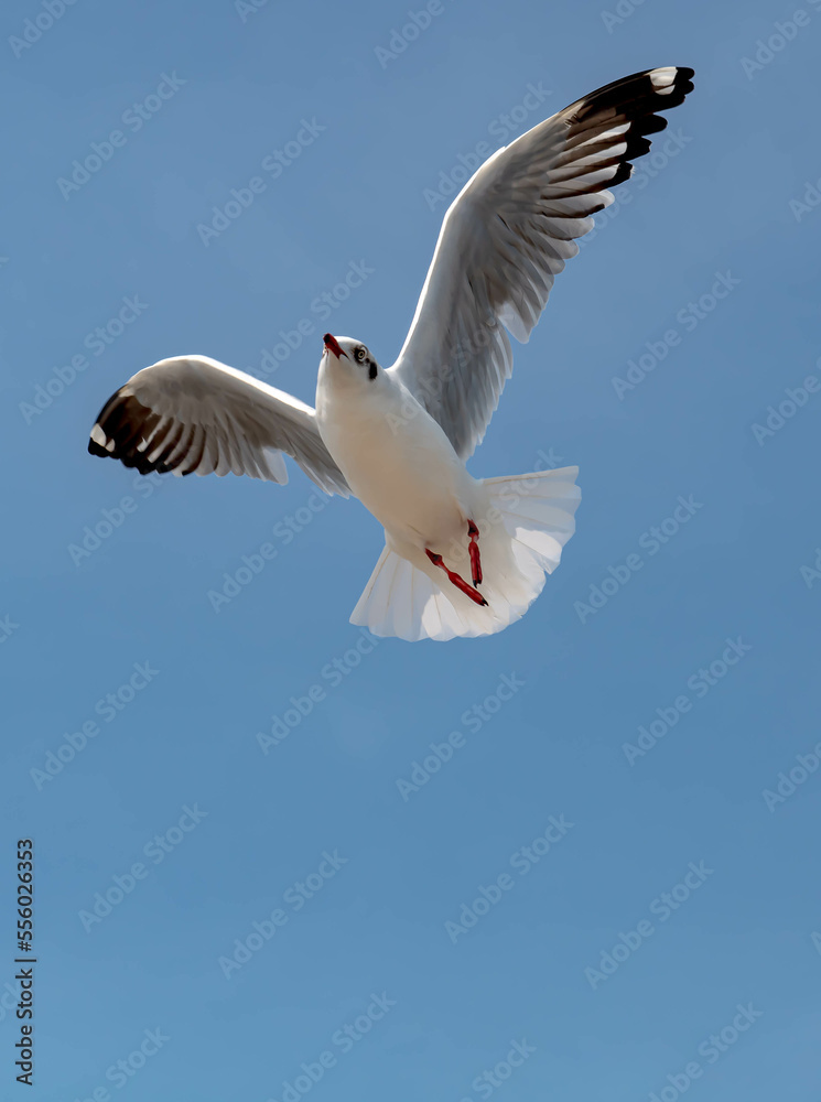 Seagulls flying in the blue sky, chasing after food to eat at Bangpu, Thailand. Seagulls flying in the blue sky, chasing after food to eat at Bangpu, Thailand.