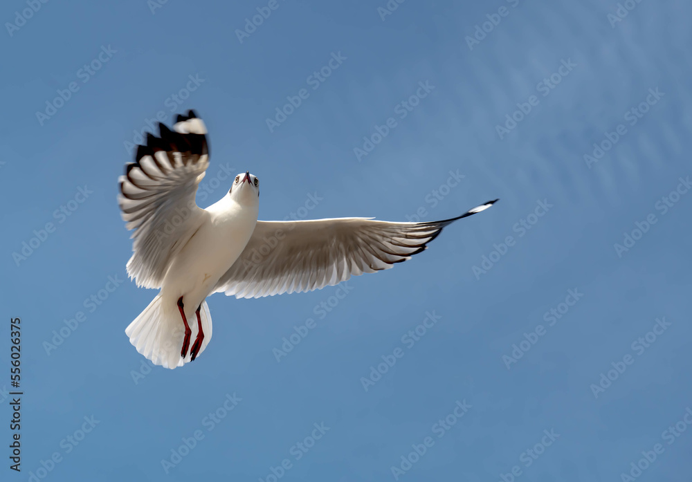Fototapeta premium Seagulls flying in the blue sky, chasing after food to eat at Bangpu, Thailand.