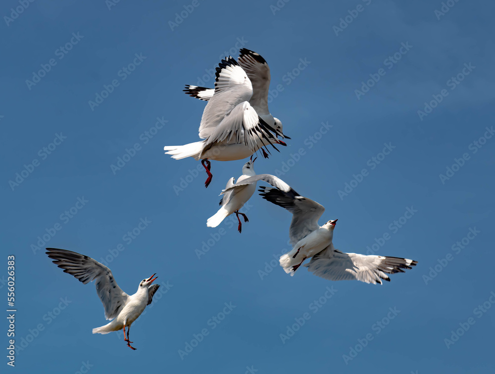 Obraz premium Seagulls flying in the blue sky, chasing after food to eat at Bangpu, Thailand.