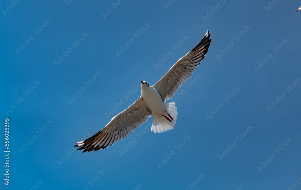Seagulls flying in the blue sky, chasing after food to eat at Bangpu, Thailand. Seagulls flying in the blue sky, chasing after food to eat at Bangpu, Thailand.