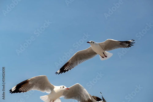 Seagulls flying in the blue sky  chasing after food to eat at Bangpu  Thailand.