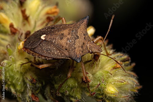 Adult Stink bug photo