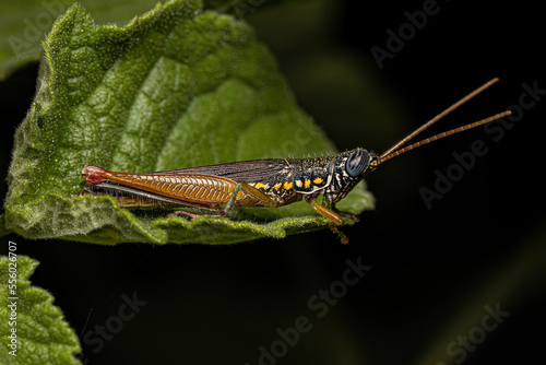 Adult Spurthroat Toothpick Grasshopper photo