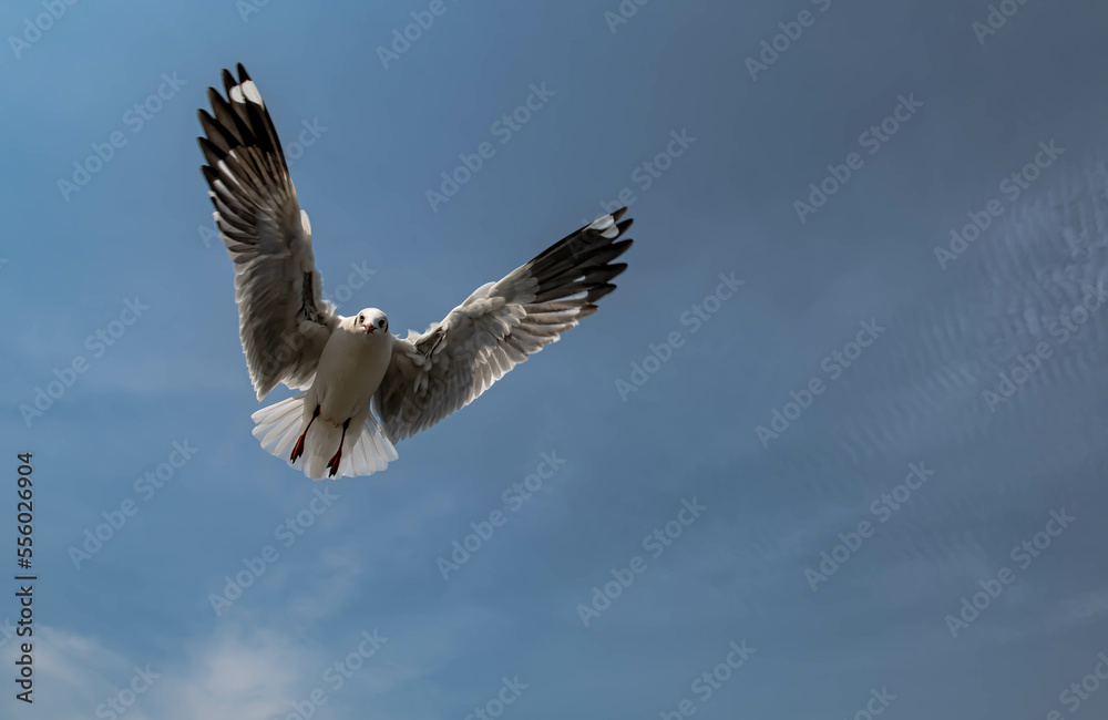 Obraz premium Seagulls flying in the blue sky, chasing after food to eat at Bangpu, Thailand.