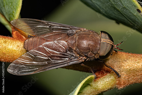 Adult Horse Fly Insect