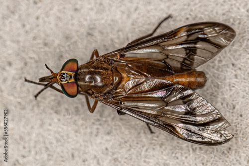 Adult Horse Fly photo