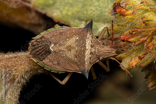 adult Green belly bug photo