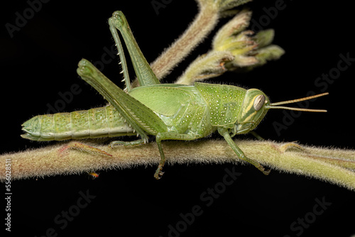 Bird Grasshopper Nymph