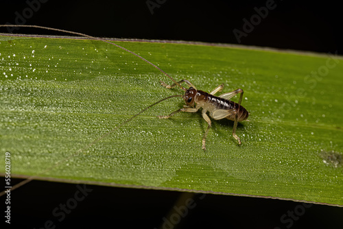 Raspy Cricket Nymph photo