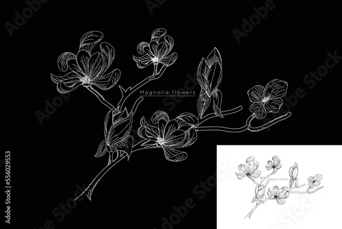 monoline vector illustration strawflowers flower sketch negative space.