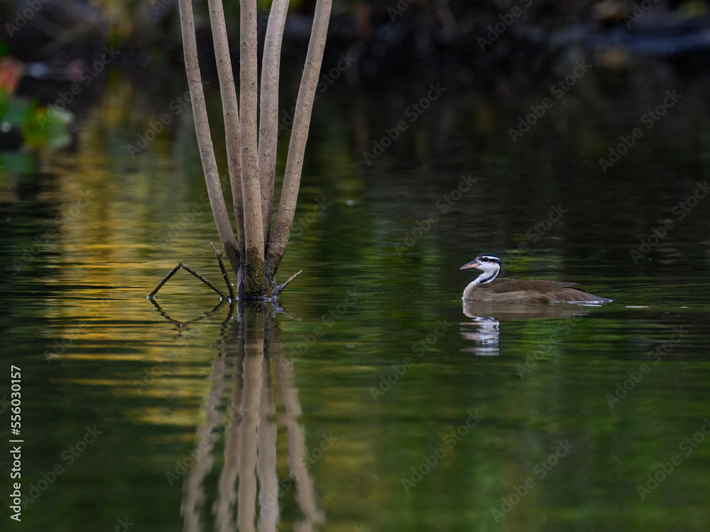 Sungrebe swimming in the river with green water in Pantanal, Brazil Sungrebe swimming in the river with green water in Pantanal, Brazil