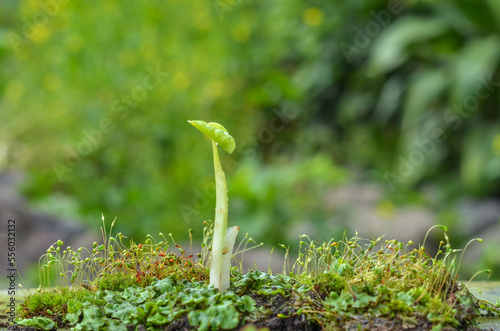 green sprout