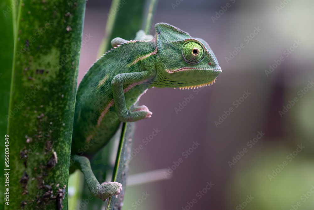 Fototapeta premium Baby veiled chameleon hanging on a plant