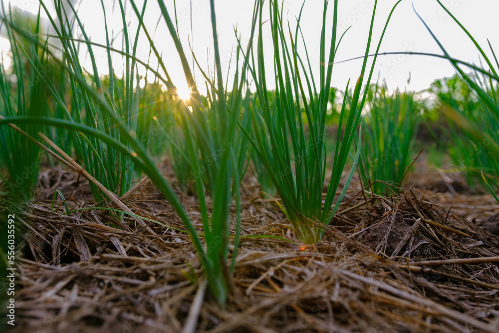 Obraz premium shallot fresh is grown in agriculture plantations in the evening