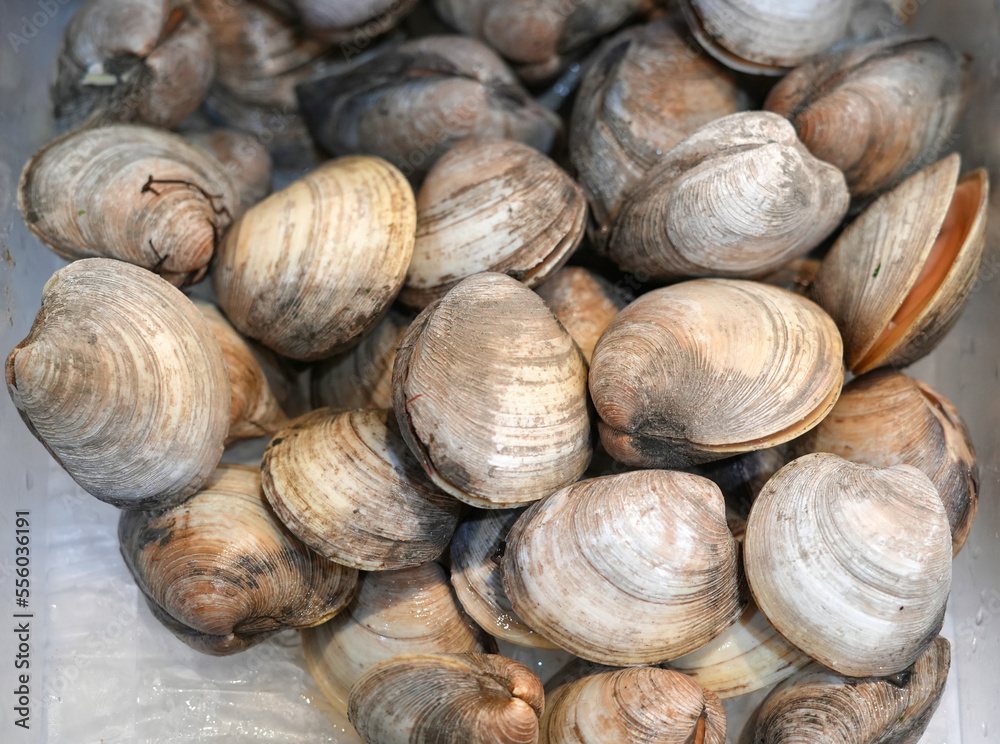 close up on fresh clam as seafood background close up on fresh clam as seafood background