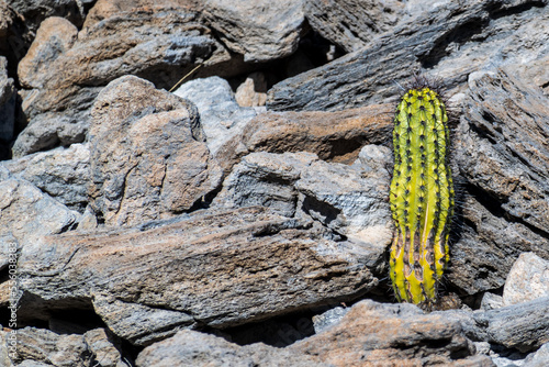 A small cactus (Pachycereus pringlei, also known as Mexican giant cardon or elephant cactus) growing in boulders.. Shot in , Baja California Sur, Mexico. photo