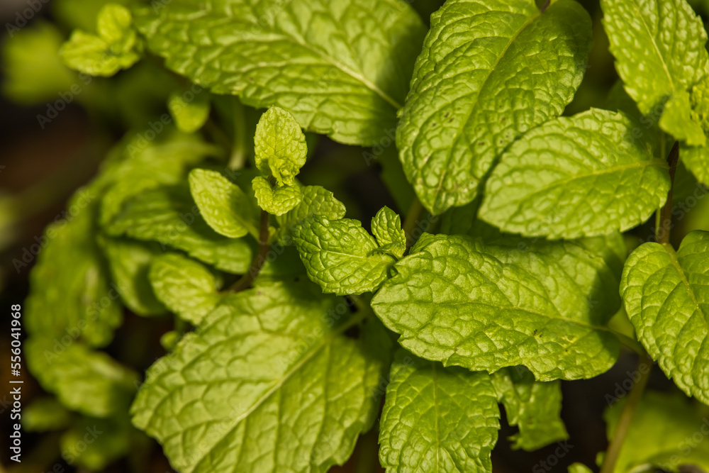 ミント ハーブ Herb, mint leaves, a kind of spice ミント ハーブ Herb, mint leaves, a kind of spice