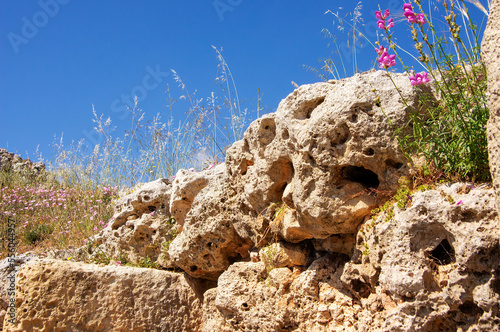 Spring wildflowers on the limestone rocks of the Ggantija temple, Gozo, Malta