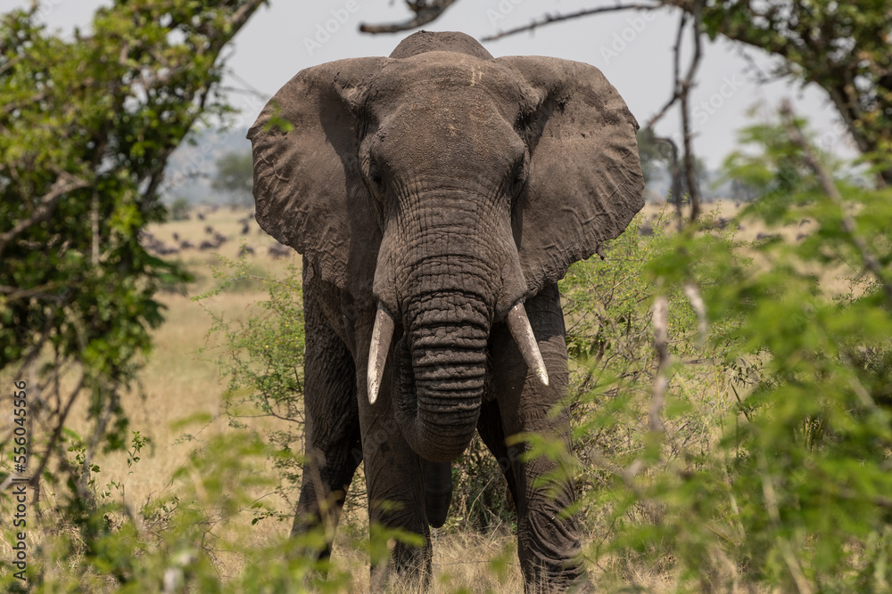 Obraz premium A large Elephant (loxodonta africana) near bushes in Tanzania. 