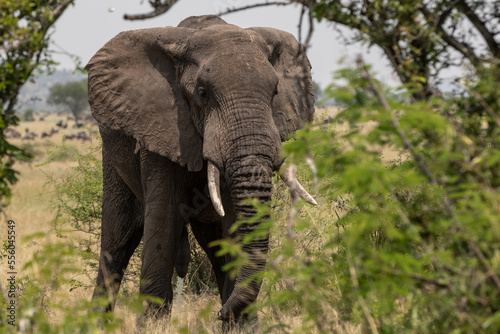 A large Elephant (loxodonta africana) near bushes in Tanzania. 