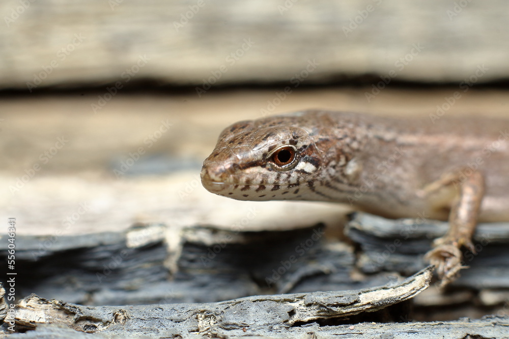 Common Australian garden Skink (Lampropholis guichenoti), head macro close-up. Common Australian garden Skink (Lampropholis guichenoti), head macro close-up.