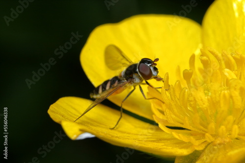 Hover Fly (Melangyna sp.) feeding on pollen from a yellow buttercup flower.