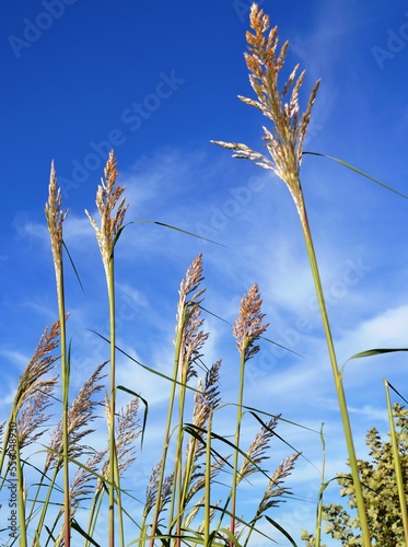 Mature ornamental grass tassels against a clear blue summer sky on a sunny day.