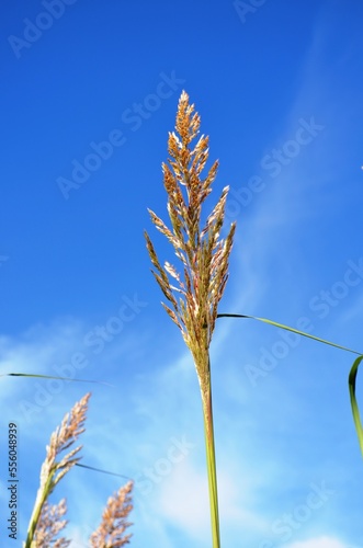 Mature ornamental grass tassels against a clear blue summer sky on a sunny day.