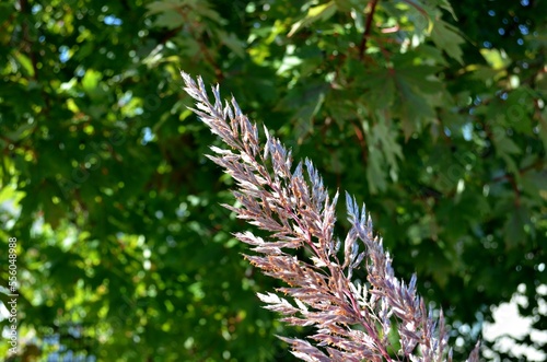 Ornamental grass grain tassel.