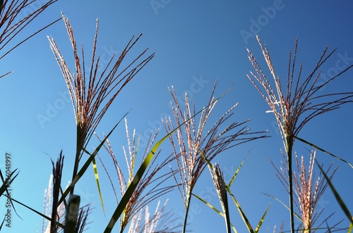 Ornamental grass tassels against a clear blue summer sky.