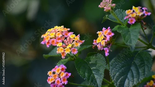 Lantana camara (tahi ayam, sailara, tembelekan, common lantana, West Indian lantana,) with natural photo