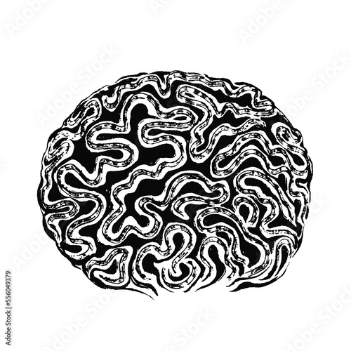 Brain coral drawn in black ink. The texture of the brush and paint. 