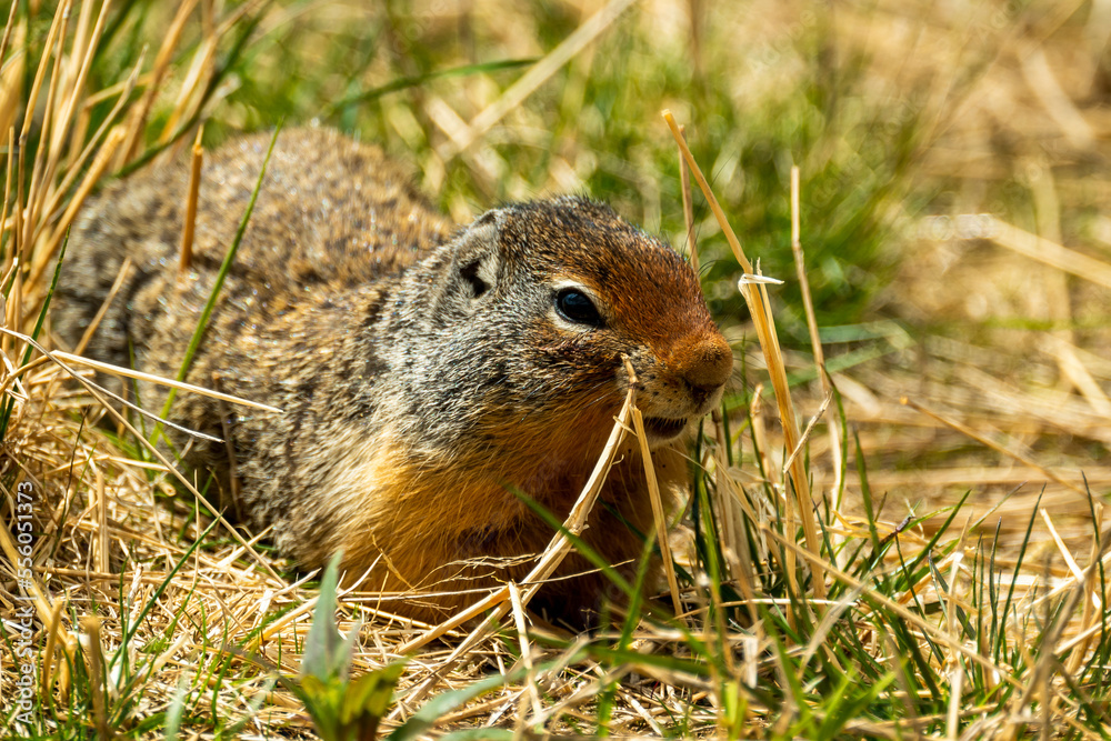 Squirrel in Grass Banff National Park Squirrel in Grass Banff National Park