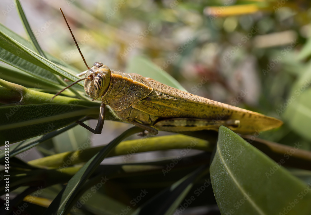 grasshopper on a leaf grasshopper on a leaf
