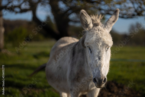 donkey in field