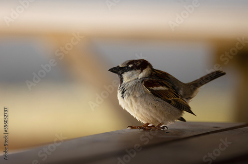 sparrow sitting on a fence