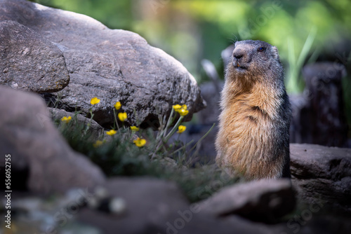 marmot in the mountains