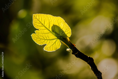 yellow leaves on a tree