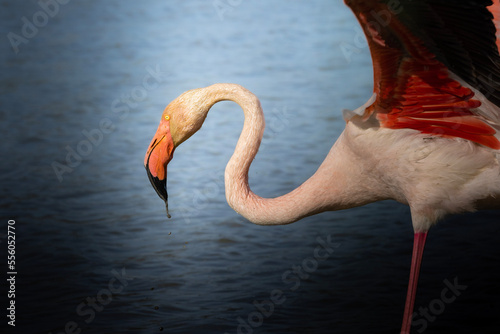flamingo in the water