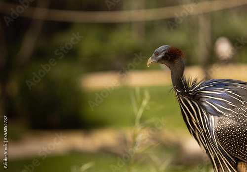 close up of a bird