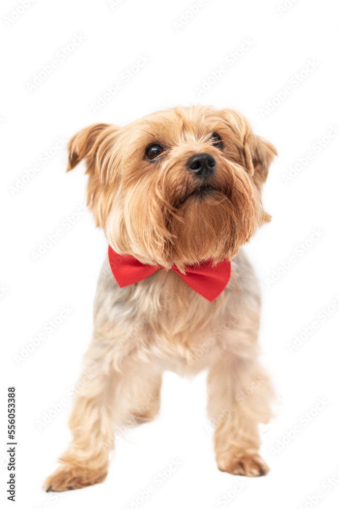 Isolated portrait of a Yorkshire terrier on a white background.