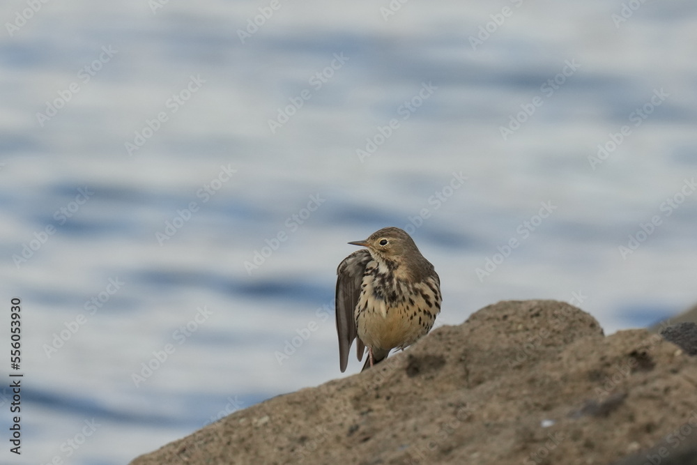 buff bellied pipit in a seashore buff bellied pipit in a seashore