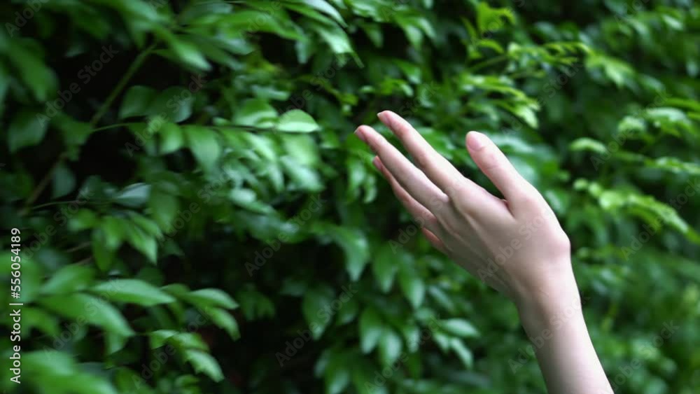 Young woman's hand touches the leaf, spontaneity, freedom and self-esteem.
Young woman's hand touches the leaf, spontaneity, freedom and self-esteem.