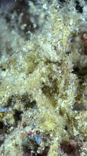 Vertical video of Close underwater shot of decorator crab photo