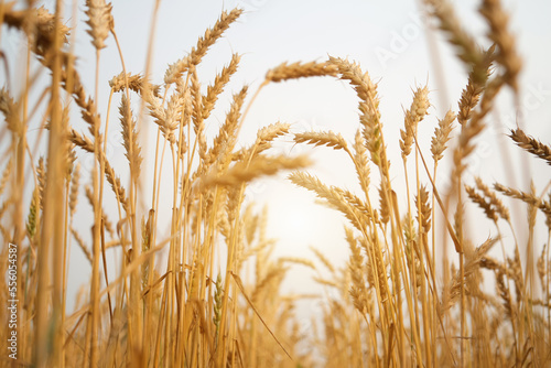 Ears of ripe wheat on sky background. Rich grain harvest, agriculture concept.