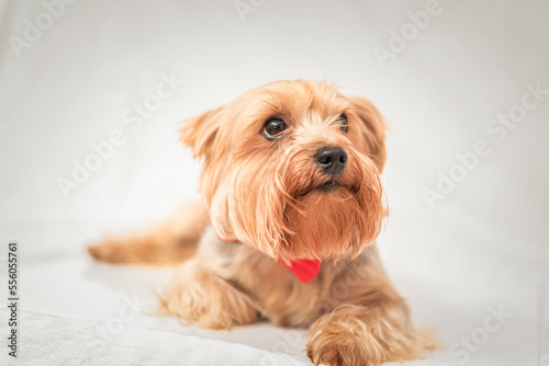 Portrait of a Yorkshire terrier in the studio on a light background. © shymar27