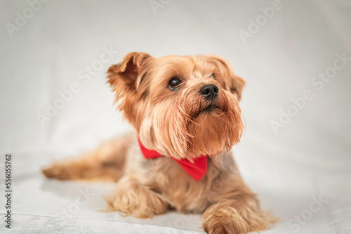 Portrait of a Yorkshire terrier in the studio on a light background.