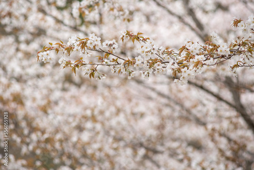 花のボケをバックに山桜の花 photo