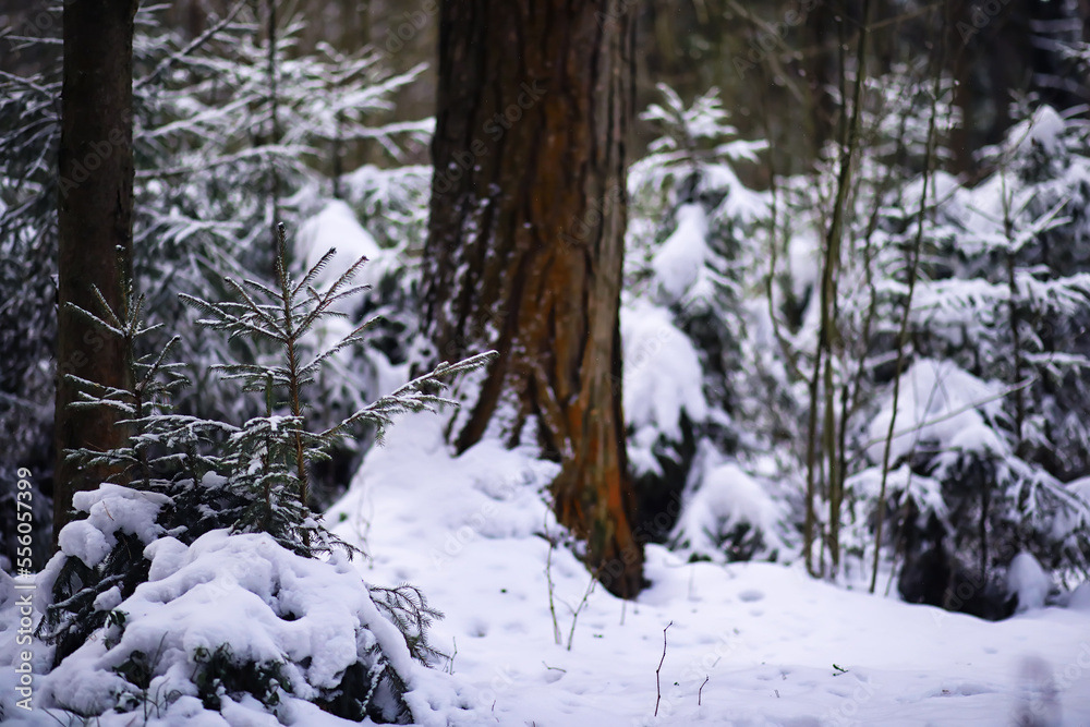 The forest is covered with snow. Frost and snowfall in the park. Winter snowy frosty landscape. The forest is covered with snow. Frost and snowfall in the park. Winter snowy frosty landscape.